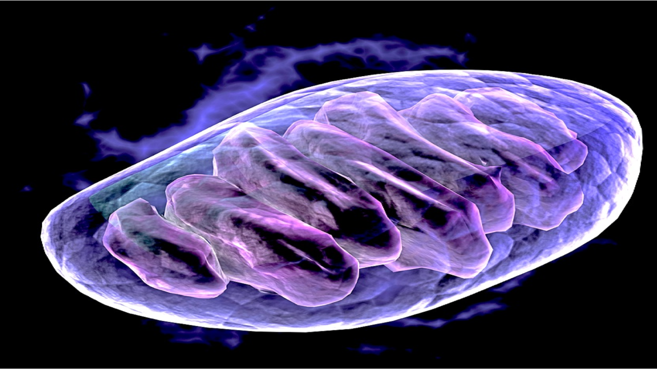 Figure 2. Graphical representation of mitochondria