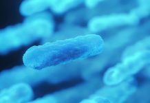 Bacteria medical illustration - 3d rendered microbiology image. Illustrate of Lactobacillus Bulgaricus Bacteria, Microbacterium Tuberculosis Bacteria (MTB). Medical research, health-care concept. SEM (TEM) scanning view